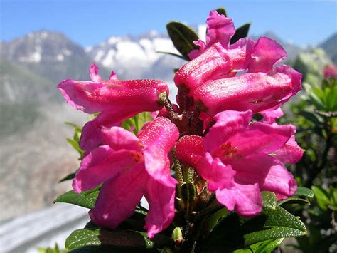 Rhododendron ferrugineum (Alpenrose) - World of Flowering Plants