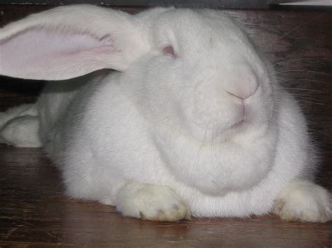 File:Flemish Giant Rabbit.jpg