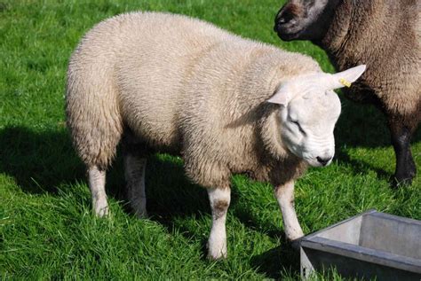 Texel Sheep - New House Farm, Leek