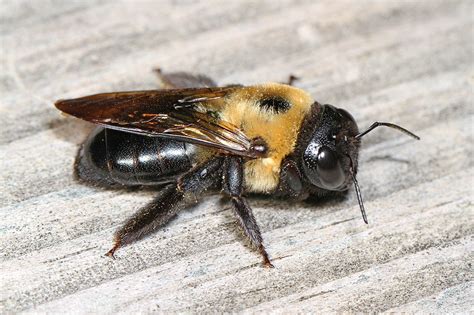 Carpenter Bee Control & Carpenter Bee Extermination in NJ & FL | Excel ...