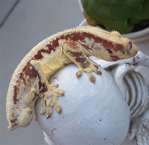 Crested Gecko Morphs - Tenny's Crested Geckos