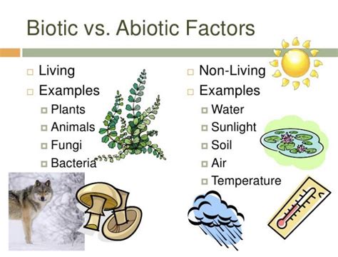 Biotic vs abiotic factors definition 10 differences examples – Artofit