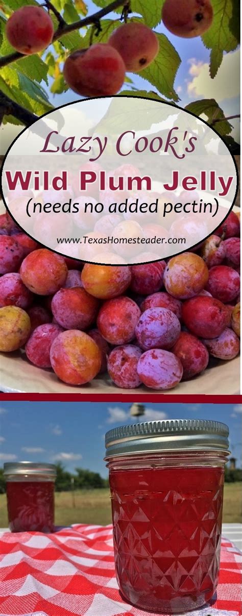 Wild Plum Jelly Recipe, No Pectin Needed! | ~ Texas Homesteader