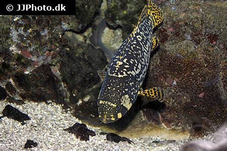 Giant grouper (Epinephelus lanceolatus) in aquarium