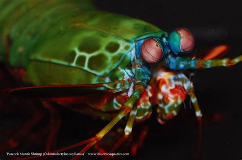 Collectors Choice WYSIWYG item Peacock Mantis Shrimp, Odontodactylus scyllarus | Mantis shrimp ...