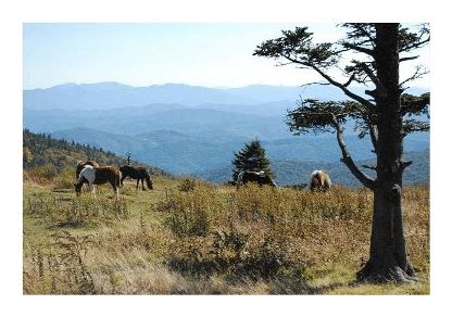 Mount Rogers - Hiking In The Smokys