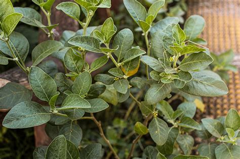 25 Benefits of Ashwagandha (Withania somnifera) (अश्वगंधा) — Herbal Arcade