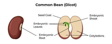 Structure Of A Dicotyledonous Seed - GeeksforGeeks