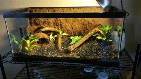 Just built a bioactive vivarium for a ball python! | Ball python pet ...