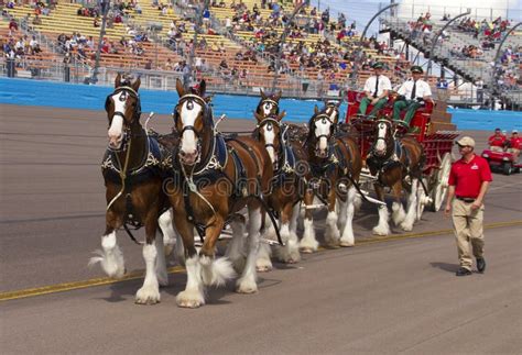 Budweiser Clydesdale Horse Team