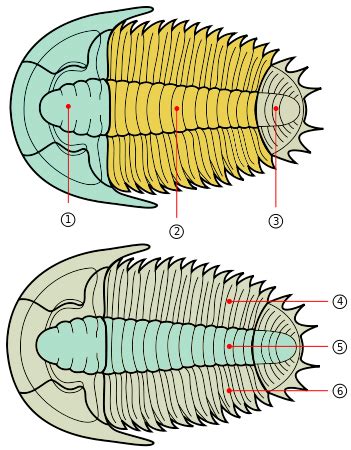 Trilobite | Geology Page