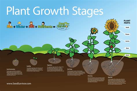 Growing Sunflowers, Planting Sunflowers, Plant Science, Science And Nature, Life Science, Plant ...