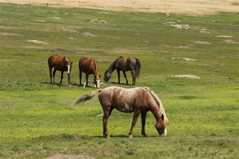 The Badlands Wildlife: Horses – Madison Berlinger Photography