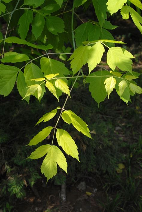 Acer negundo (Ash-Leaf Maple, Ashleaf maple, Boxelder, Box elder) | North Carolina Extension ...