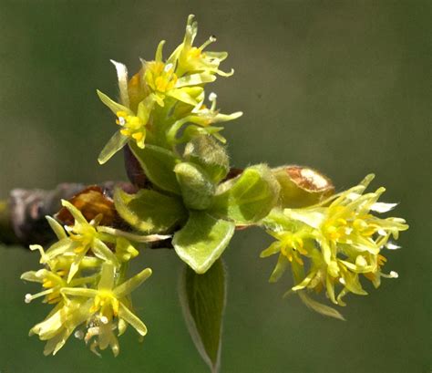 Sassafras in Bloom | A Naturalist's Journal