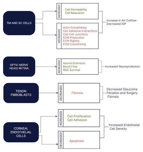 Cureus | Rho Kinase Inhibitors as a Neuroprotective Pharmacological ...