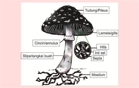 Materi Ciri Ciri Dan Klasifikasi Jamur Mapel Biologi Kelas Sma Ma | The ...