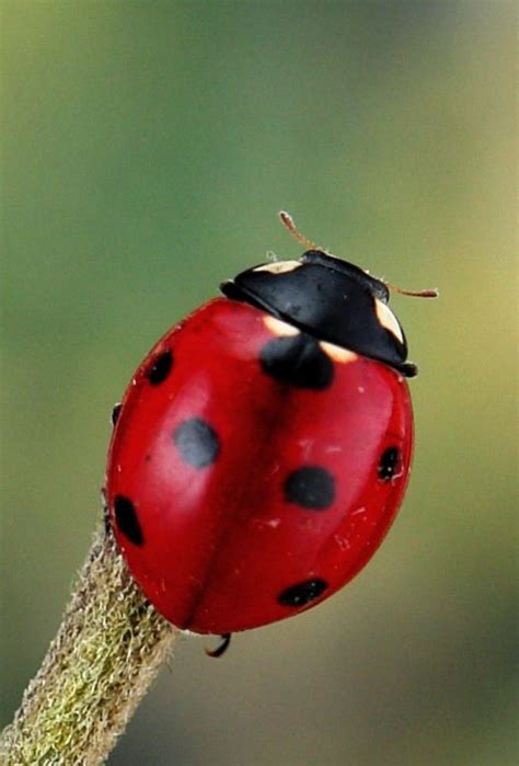 Seven-spot Ladybird (Coccinella septempunctata, Coccinellidae) | Ladybird, Ladybug, Ladybug art