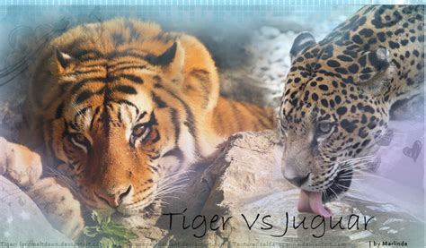 Tiger vs Jaguar by MarlindeRooz on DeviantArt