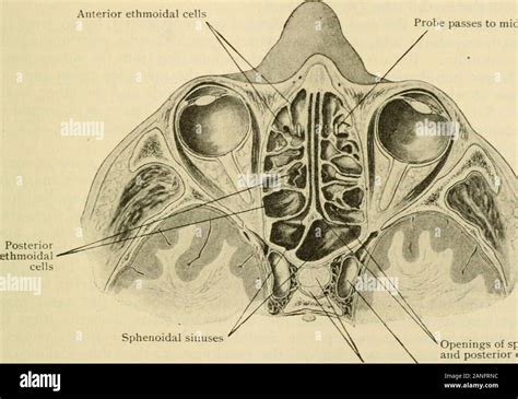 Septu hi-res stock photography and images - Alamy