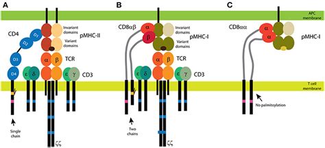 Frontiers | Dual Role of CD4 in Peripheral T Lymphocytes