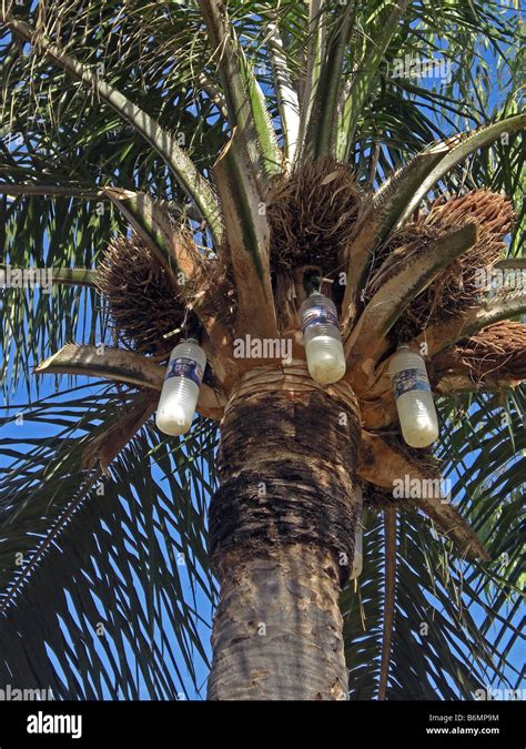 Palm wine tapping in The Gambia Stock Photo - Alamy