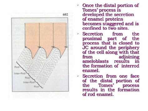 Amelogenesis - Stages of enamel formation