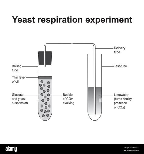 Yeast Respiration Experiment. Vector illustration Stock Vector Image & Art - Alamy