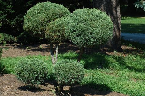 Chinese Juniper: Plant Care & Growing Guide