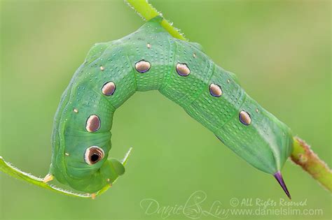 Tersa Sphinx Moth Caterpillar | Daniel Lim Photography