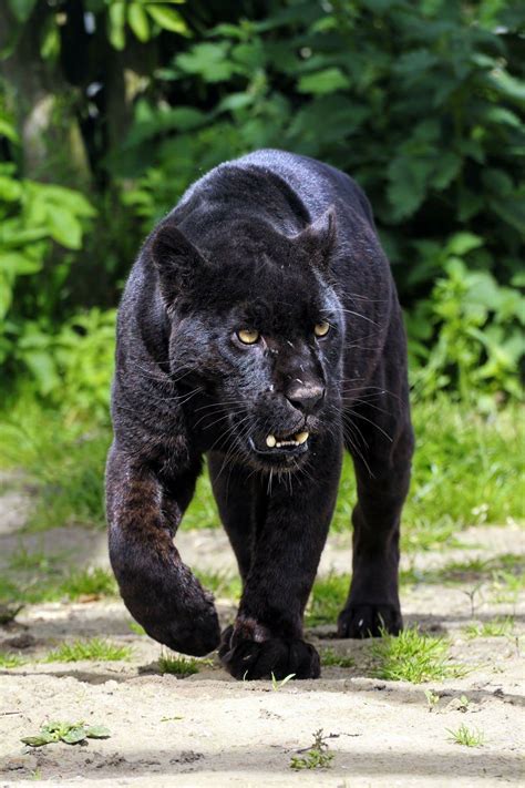 Black Panther | Panther pictures, Jaguar animal, Black panther cat