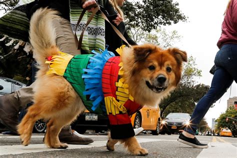 It's Howl-o-ween! Dogs of New York flaunt costumes in 26th annual Halloween pet parade