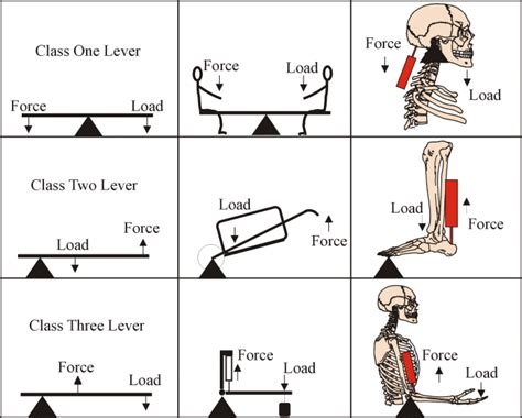 Examples Of Third Class Levers In The Human Body