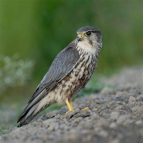 JAXBIRDING.COM - Birds of Prey in Florida | Birding in Jacksonville ...