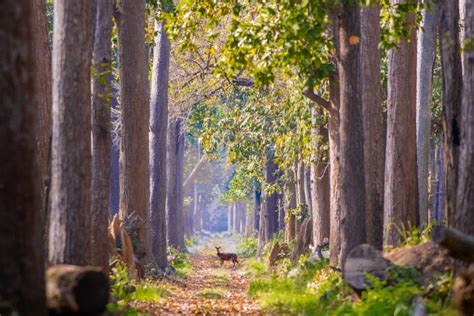 Dudhwa National Park - Nature Explorers India