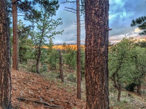 Yes pine trees in Arizona Four Season, White Mountains, Pine Tree, Arizona, Tree Trunk, Trees ...