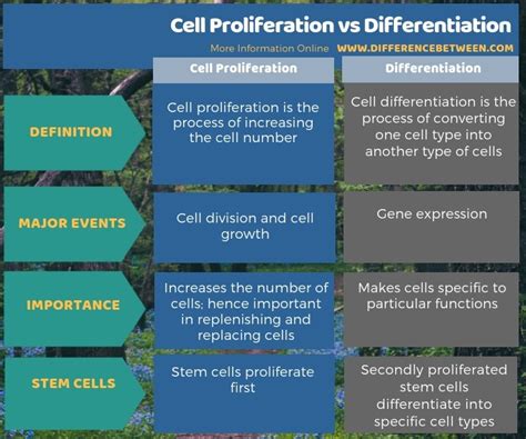 Difference Between Cell Proliferation and Differentiation | Compare the Difference Between ...