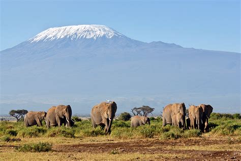 The Elephant Graveyard of Kilimanjaro - Kilimanjaro