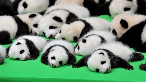 Silly Baby Panda Falls Flat on Its Face During Public Debut of 23 Giant ...