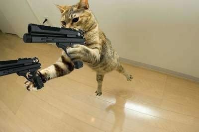 Top 12 Funny Cats and Dogs with Guns | Funny Collection World