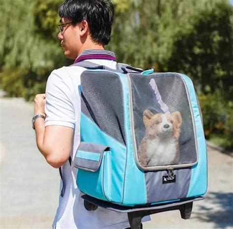 Top 34 Best Dog Backpack For Hiking 2022 - My Trail Co