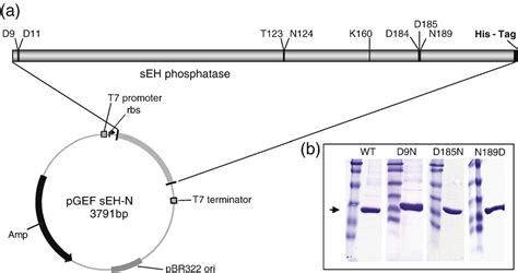 acyl-phosphate glycerol-3-phosphate acyltransferase activity | Semantic Scholar