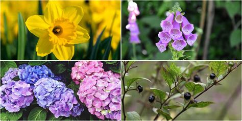 13 common British plants that are harmful or helpful - Dangerous British plants