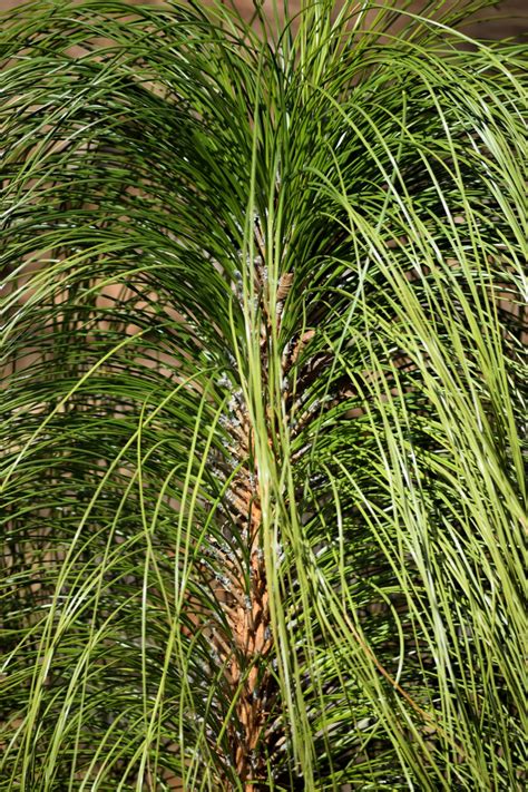 Ornamental Grass Free Stock Photo - Public Domain Pictures