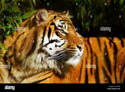 Female Siberian Tiger in a natural forest environment Stock Photo - Alamy