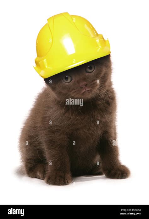 Domestic cat. Black kitten wearing a yellow builders hard hat. Studio ...