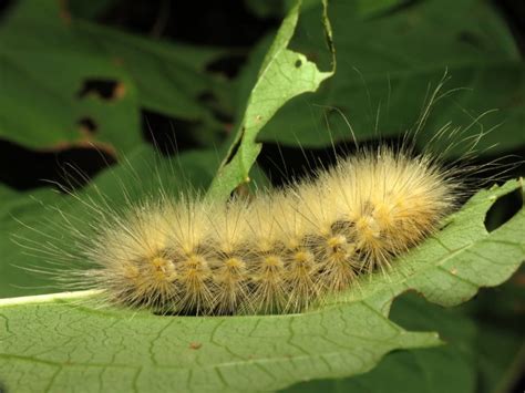 Furry Caterpillars Identification Chart: A Comprehensive Guide ...