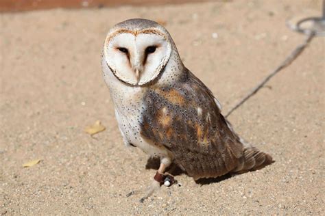 Owls In Oklahoma: 9 Species To Be On The Lookout For