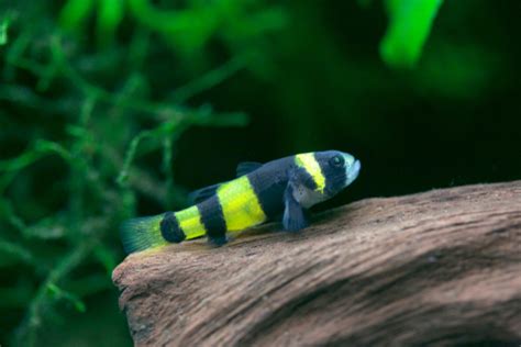 🌈Colorful Community: Bumblebee Goby Tank Mates🐠| Fish Lab