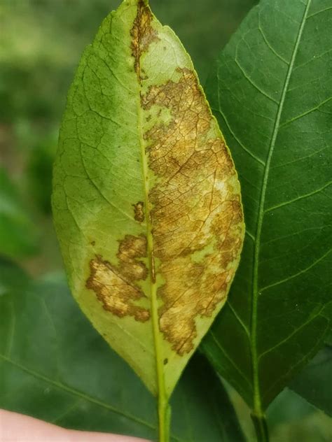 Meyer Lemon Tree Disease Pictures - Captions Trendy